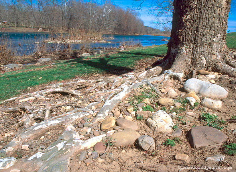 south branch at brighton park