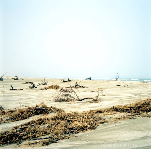 assateague (cindy)