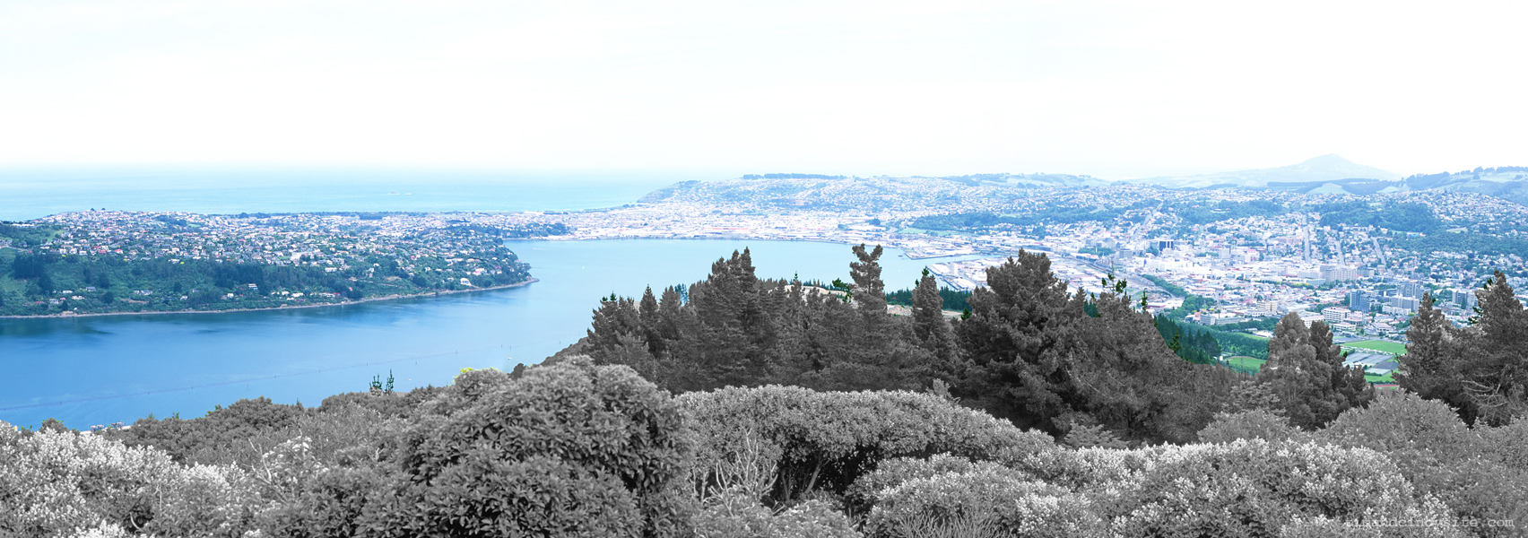 dunedin