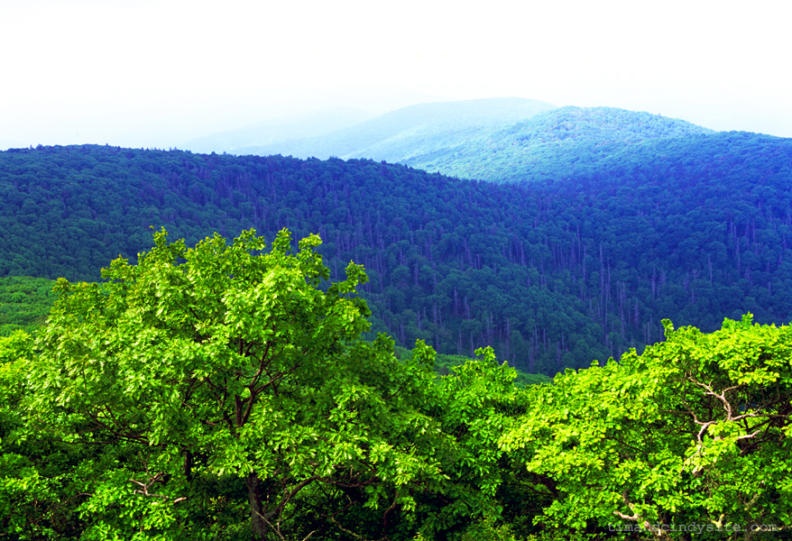 reddish knob