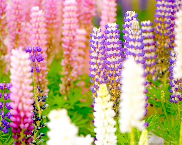 lupines