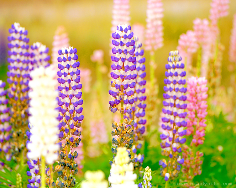 lupines