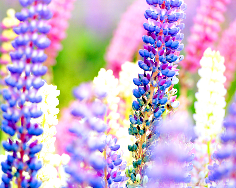 lupines