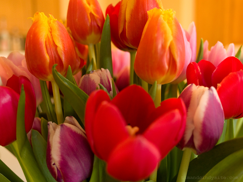 tulips