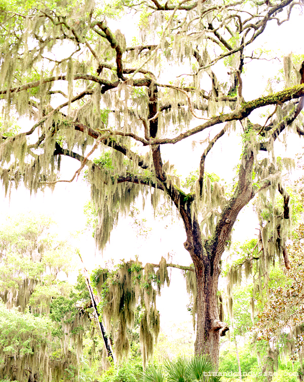 harris neck