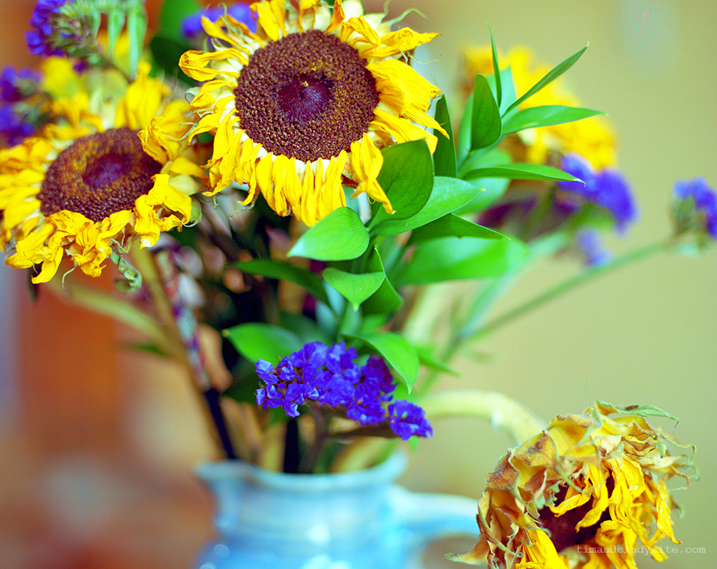 sunflowers