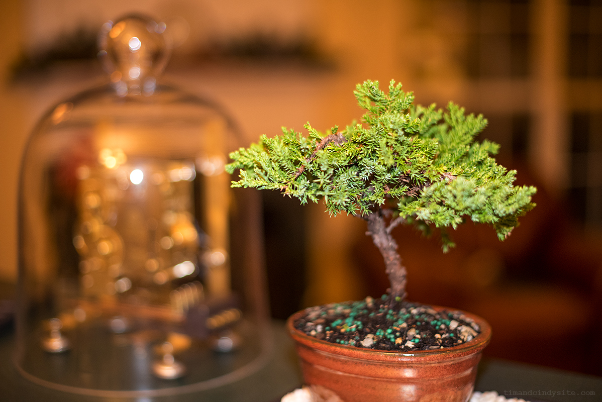 bonsai