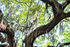 savannah