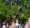savannah