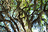 savannah