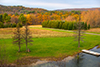 tamarack