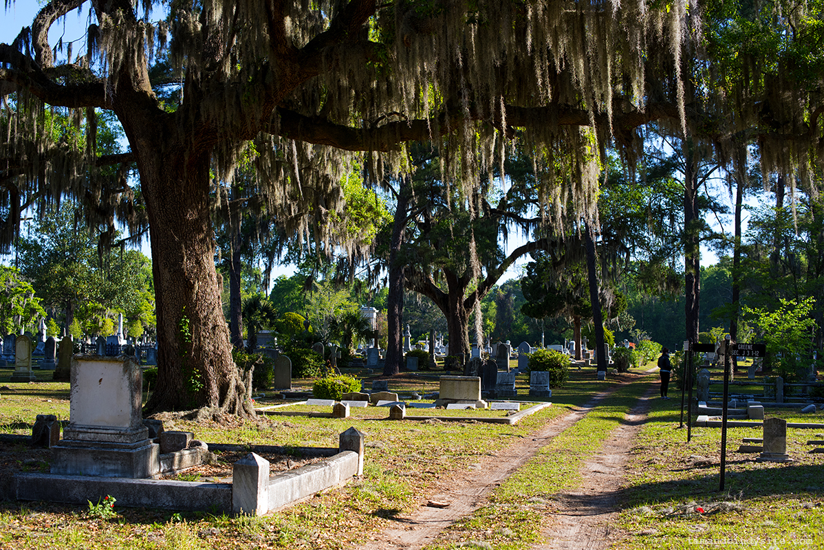 savannah (stephanie)