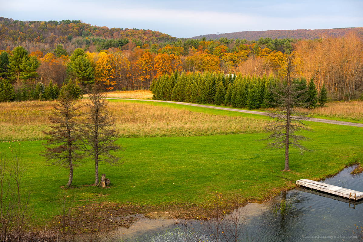tamarack