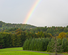 tamarack