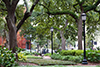 savannah
