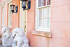 savannah