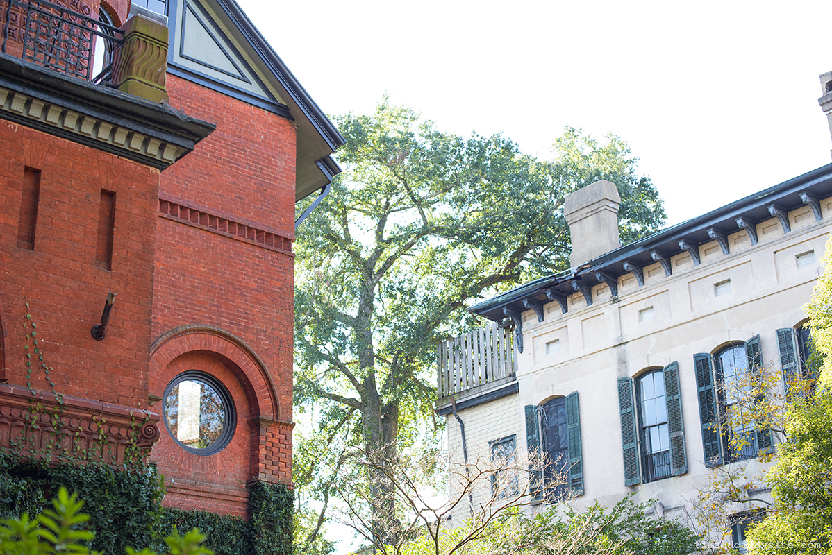 savannah
