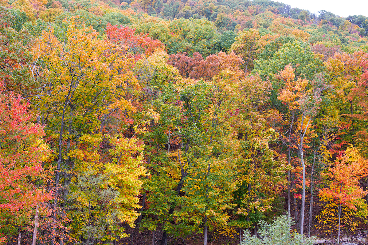 clifford hollow