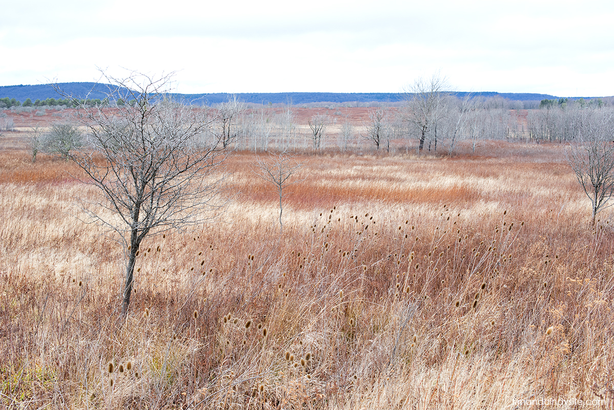 canaan valley