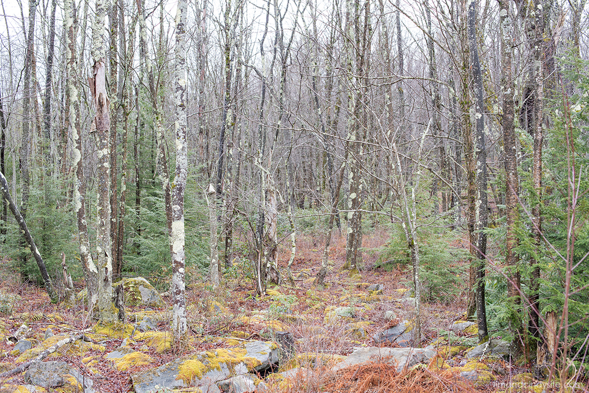 canaan valley