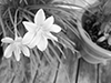 plants