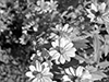 plants