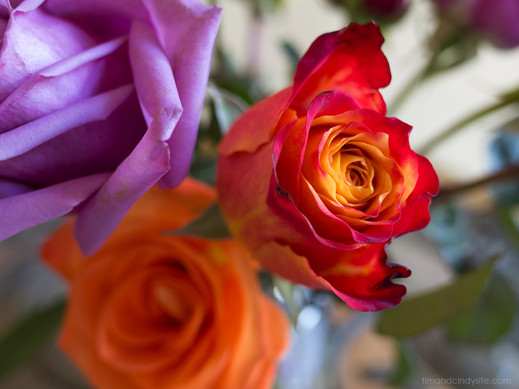 roses