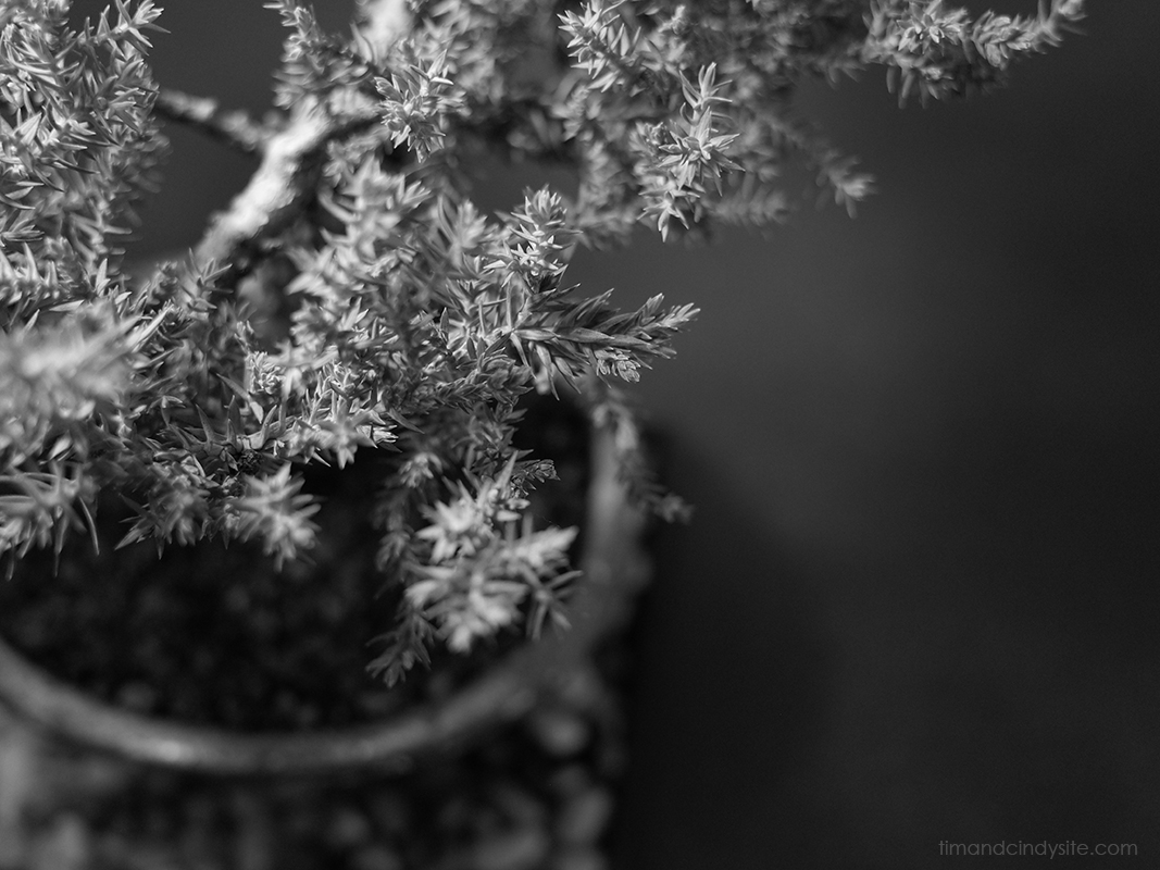 plants