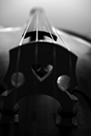 double bass