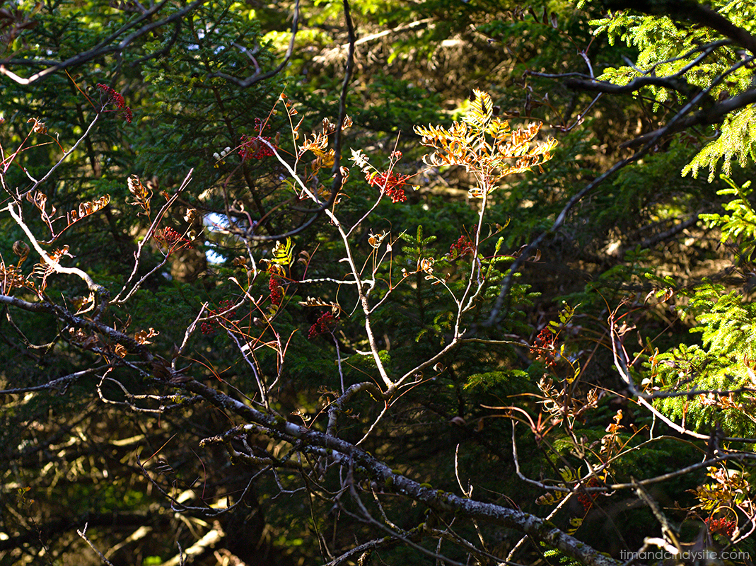 spruce knob