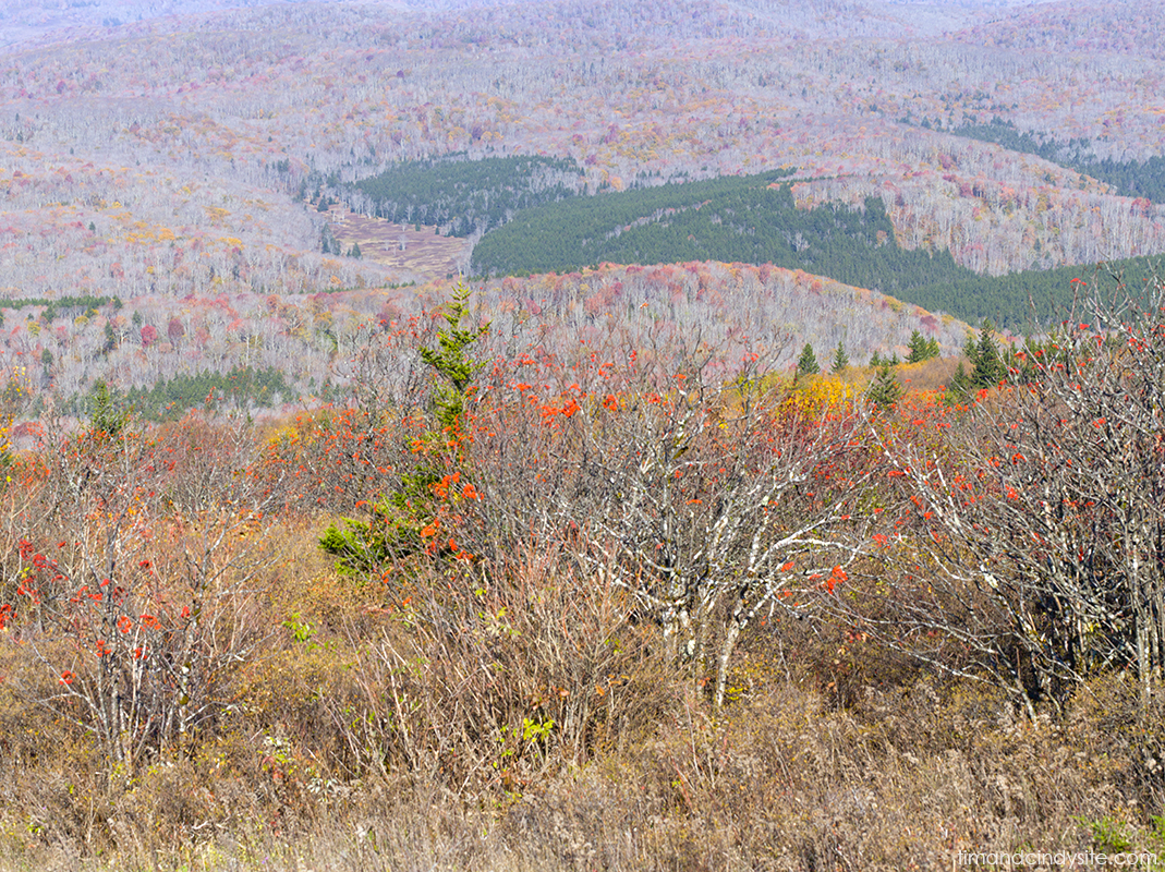 spruce knob