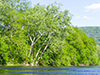 shenandoah river - seven bends park