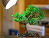bonsai
