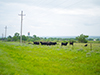 flint hills