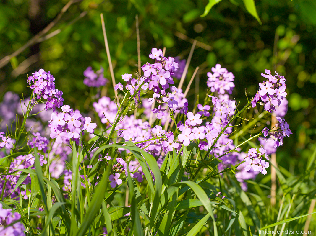 phlox