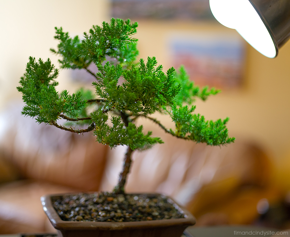 bonsai